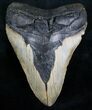 Massive Megalodon Tooth #7271-2